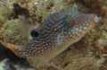 Canthigaster papua