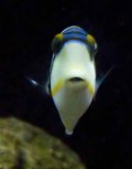 Rhinecanthus aculeatus