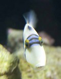 Rhinecanthus aculeatus