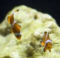Amphiprion Ocellaris
