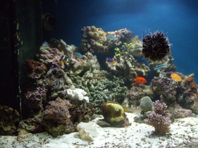 akvariet 27-12-09 019.jpg
