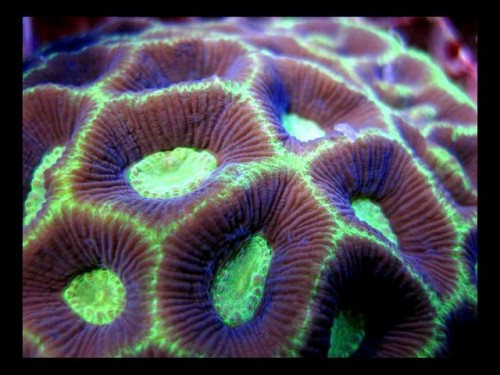 Decocean 8-1-10 (38).jpg