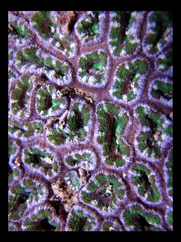 Decocean 8-1-10 (56).jpg