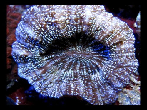Decocean 8-1-10 (74).jpg