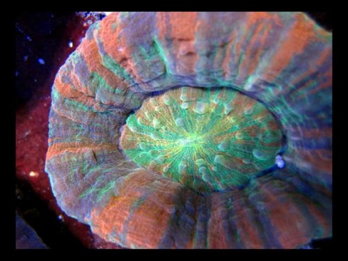 Decocean 8-1-10 (82).jpg