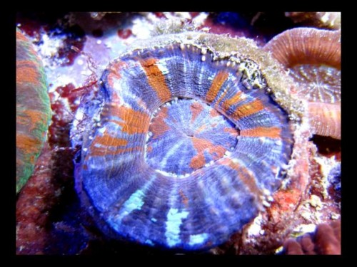 Decocean 8-1-10 (83).jpg