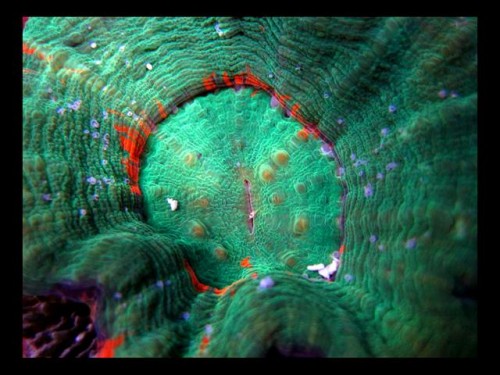 Decocean 8-1-10 (88).jpg