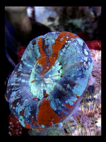Decocean 8-1-10 (91).jpg