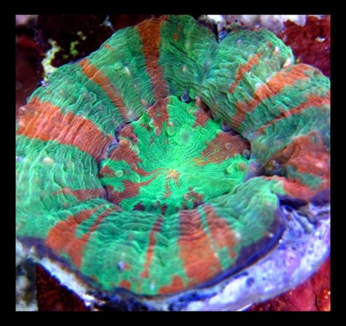 Decocean 8-1-10 (92).jpg