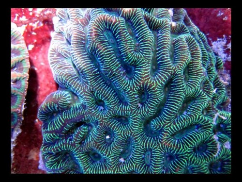Decocean 8-1-10 (94).jpg