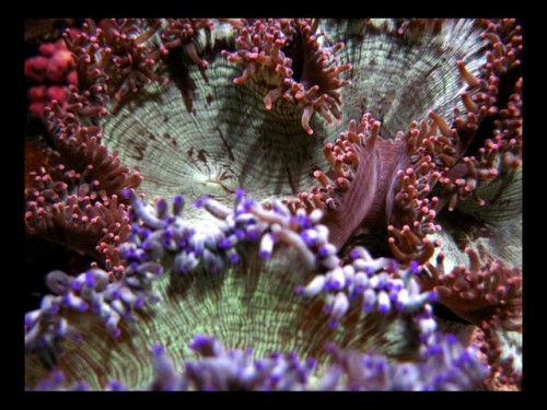 Decocean 8-1-10 (112).jpg
