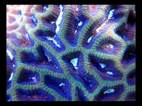 Decocean 8-1-10 (126).jpg