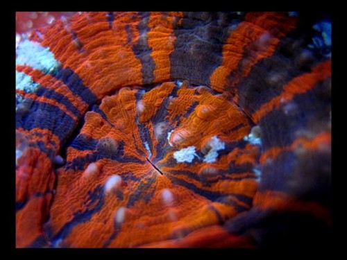 Decocean 8-1-10 (132).jpg