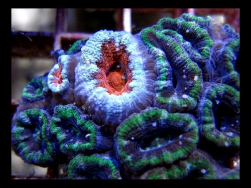 Decocean 8-1-10 (136).jpg