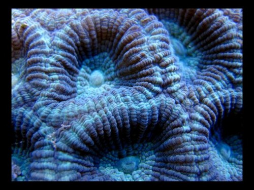 Decocean 8-1-10 (137).jpg
