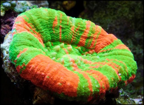 Scolymia australis(Small).jpg