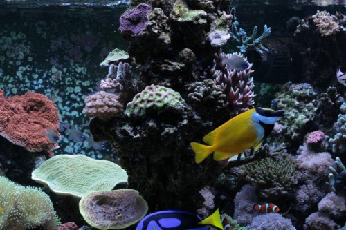 600 liters-m (Medium).JPG