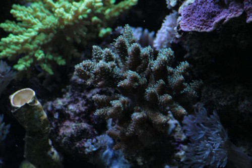 Acro-3 (Medium).JPG
