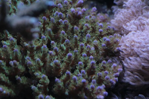 Acro-15-1 (Medium).JPG