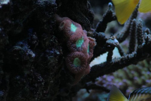 Blastomussa (Medium).JPG