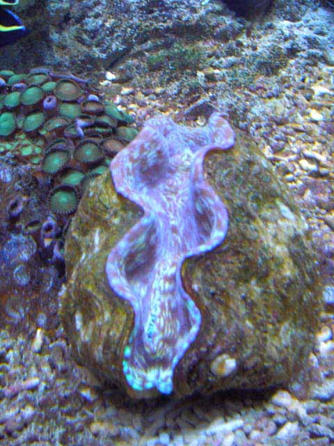 tridacnakopi.jpg