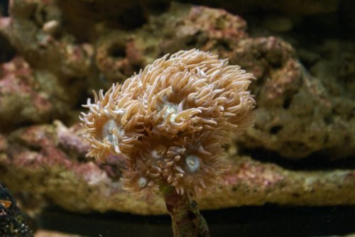 Duncanopsammia