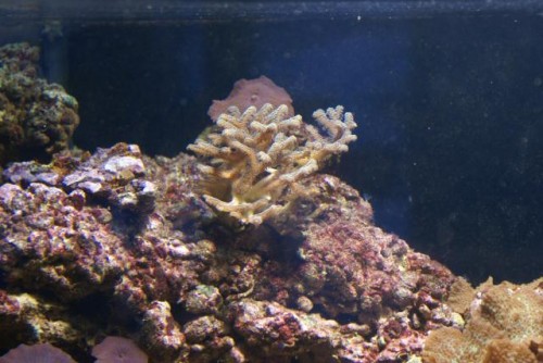 Seriatopora caliendrum