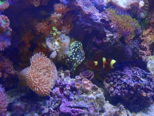 Anemonen da den foldede sig sammen