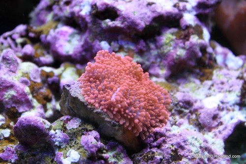 _MG_2328.JPG