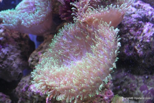 _MG_2346.JPG