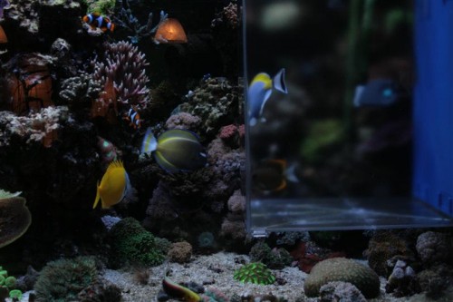 Nigri vs hvidbryst 001 (Medium).JPG