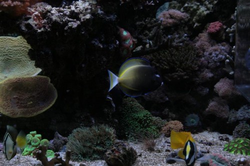 Nigri vs hvidbryst 002 (Medium).JPG