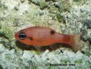 1 stk Flame Cardinal <br />1 stk Flame Cardinal (Apogon spp.)