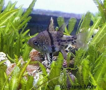 1 stk Sphaeramia orbicularis