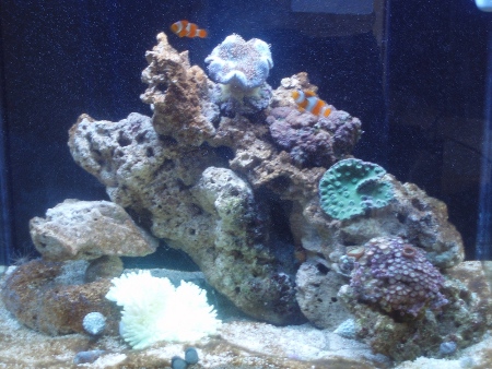 2 klovne, 1 anemone, 1 boxereje, 10 eremitkrebs og 4 koraller