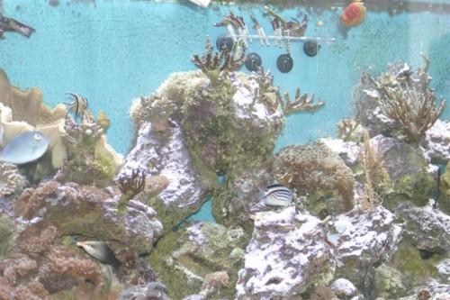 Saltvand 20-02-10 054 (Medium).jpg