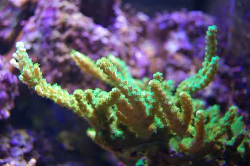 1.JPG (48.65 KiB) Vist 7629 gange 1 dec. 2009