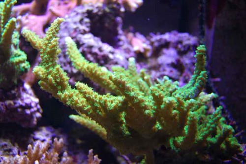 1b.JPG (54.89 KiB) Vist 7629 gange 17 feb. 2010