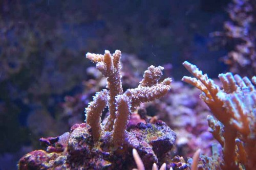 2.JPG (48.01 KiB) Vist 7629 gange 1 dec. 2009