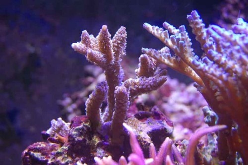 2b.JPG (52.85 KiB) Vist 7629 gange 17 feb. 2010