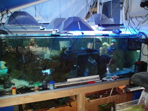 172.jpg (113.01 KiB) Vist 2067 gange akvariets bagside, mangler bagbeklædning, og er ikke helt enig med mig selv om hvad jeg vil benytte til det