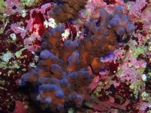 133.jpg (116.55 KiB) Vist 1964 gange lidt koraler