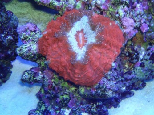 29.jpg (52.17 KiB) Vist 1964 gange ..