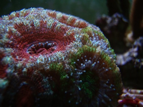 117.jpg (87.47 KiB) Vist 1964 gange .