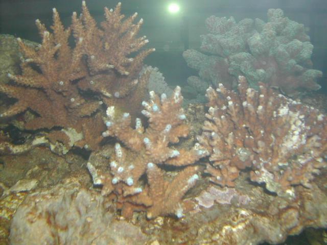 Image-17.JPG