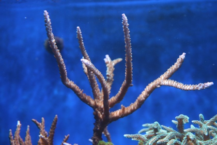 Acropora tricolor