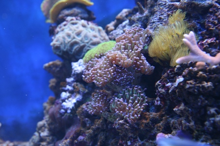 Euphyllia paraancora