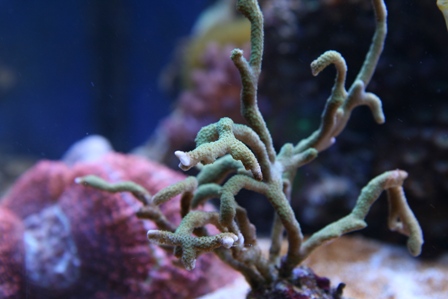 Montipora digita