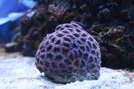 Acanthastrea lordhowensis