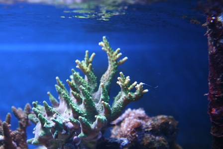 Acropora Sp.